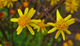 Senecio aureus